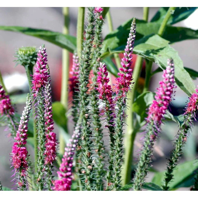 Aks Ærenpris 'Rotfuchs' Veronica Spicata 'Rotfuchs' 1 Liter Potte 5 Aks Ærenpris 'Rotfuchs' Veronica Spicata 'Rotfuchs' 1 Liter Potte - Billede 3