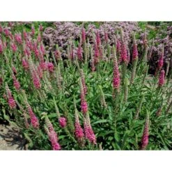 Aks Ærenpris 'Rotfuchs' Veronica Spicata 'Rotfuchs' 1 Liter Potte 9 Aks Ærenpris 'Rotfuchs' Veronica Spicata 'Rotfuchs' 1 Liter Potte -Osmo Salgsbutik mi2711 veronica spicata rotfuchs fa69