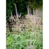 Virginsk Ærenpris 'Apollo' Veronicastrum Virginicum 'Apollo' Potte 2 Liter. 2 Virginsk Ærenpris 'Apollo' Veronicastrum Virginicum 'Apollo' Potte 2 Liter. -Osmo Salgsbutik mi2713 veronicastrum virginicum 663e