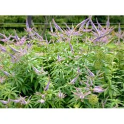 Virginsk Ærenpris 'Apollo' Veronicastrum Virginicum 'Apollo' Potte 2 Liter. -Osmo Salgsbutik mi2713 veronicastrum virginicum a95e