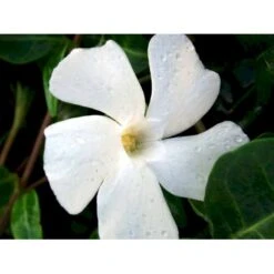 Vintergrøn 'Alba' Vinca Minor 'Alba' 10 Cm. Potte -Osmo Salgsbutik mi2749 vinca minor alba 814f