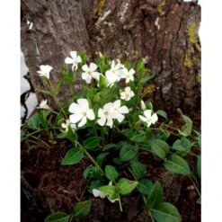 Vintergrøn 'Alba' Vinca Minor 'Alba' 10 Cm. Potte -Osmo Salgsbutik mi2749 vinca minor alba 8da0