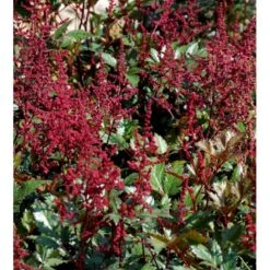 Astilbe 'Montgomery' Astilbe Japonica 'Montgomery' 1 Liter Potte