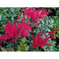 Astilbe 'Montgomery' Astilbe Japonica 'Montgomery' 1 Liter Potte -Osmo Salgsbutik mi274 astilbe montgomery c90f