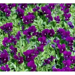 Hornviol 'Germanica' Viola Cornuta 'Germanica' 10 Cm. Potte 9 Hornviol 'Germanica' Viola Cornuta 'Germanica' 10 Cm. Potte -Osmo Salgsbutik mi2750 viola cornuta germanica 02f3