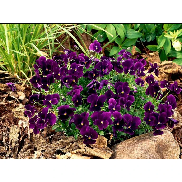 Hornviol 'Germanica' Viola Cornuta 'Germanica' 10 Cm. Potte 7 Hornviol 'Germanica' Viola Cornuta 'Germanica' 10 Cm. Potte - Billede 5