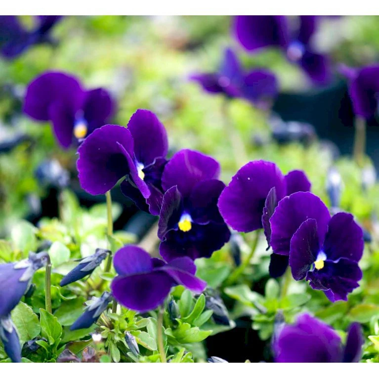 Hornviol 'Germanica' Viola Cornuta 'Germanica' 10 Cm. Potte 3 Hornviol 'Germanica' Viola Cornuta 'Germanica' 10 Cm. Potte