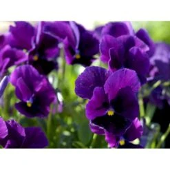 Hornviol 'Germanica' Viola Cornuta 'Germanica' 10 Cm. Potte 10 Hornviol 'Germanica' Viola Cornuta 'Germanica' 10 Cm. Potte -Osmo Salgsbutik mi2750 viola cornuta germanica b728