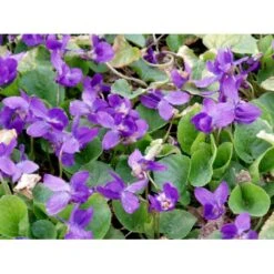 Martsviol 'Königin Charlotte' Viola Odorata 'Königin Charlotte' 10 Cm. Potte -Osmo Salgsbutik mi2757 viola odorata koenigin charlotte 6387