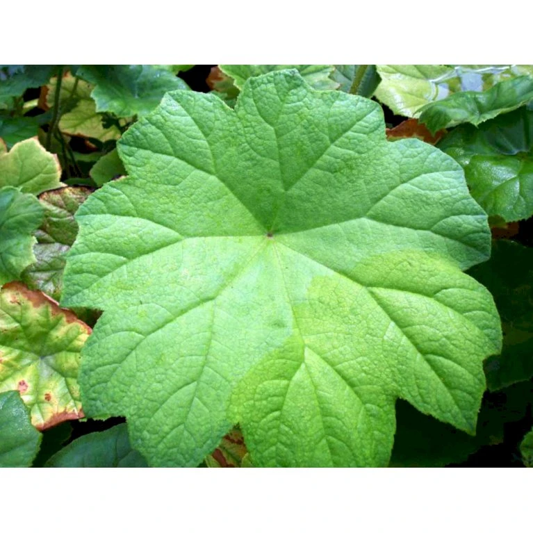 Parasolblad Astilboides Tabularis Potte 2 Liter. 5 Parasolblad Astilboides Tabularis Potte 2 Liter. - Billede 3