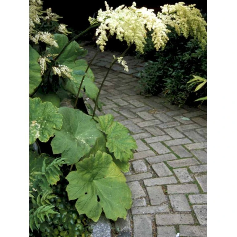 Parasolblad Astilboides Tabularis Potte 2 Liter. 6 Parasolblad Astilboides Tabularis Potte 2 Liter. - Billede 4