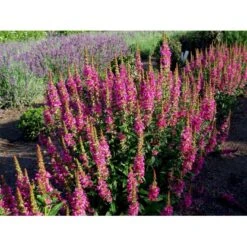 Kattehale 'Robert' Lythrum Salicaria 'Robert' 1 Liter Potte -Osmo Salgsbutik mi2775 lythrum salicaria robert 0f53