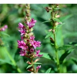 Kattehale 'Robert' Lythrum Salicaria 'Robert' 1 Liter Potte -Osmo Salgsbutik mi2775 lythrum salicaria robert 22a6