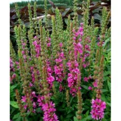 Kattehale 'Robert' Lythrum Salicaria 'Robert' 1 Liter Potte -Osmo Salgsbutik mi2775 lythrum salicaria robert 3ae1