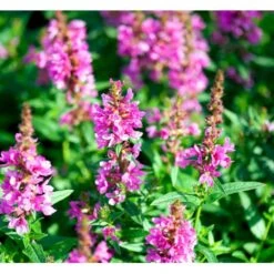 Kattehale 'Robert' Lythrum Salicaria 'Robert' 1 Liter Potte -Osmo Salgsbutik mi2775 lythrum salicaria robert 3c27