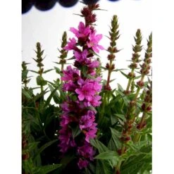 Kattehale 'Robert' Lythrum Salicaria 'Robert' 1 Liter Potte -Osmo Salgsbutik mi2775 lythrum salicaria robert 6b56