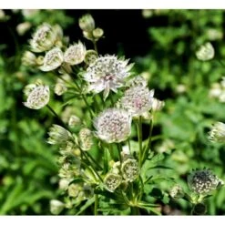 Stjerneskærm 'Snow Star'® Astrantia Major Ssp. Involucrata 'Snow Star'® 1 Liter Potte -Osmo Salgsbutik mi279 astrantia major alba 20f6