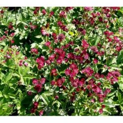 Stjerneskærm 'Claret' Astrantia Major 'Claret' 1 Liter Potte 8 Stjerneskærm 'Claret' Astrantia Major 'Claret' 1 Liter Potte -Osmo Salgsbutik mi285 astrantia major claret 0bed
