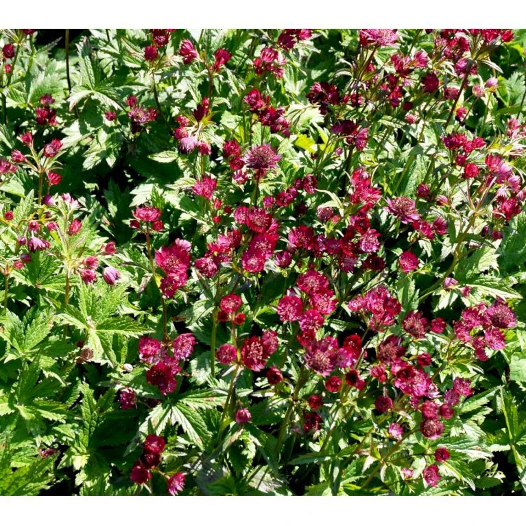 Stjerneskærm 'Claret' Astrantia Major 'Claret' 1 Liter Potte 5 Stjerneskærm 'Claret' Astrantia Major 'Claret' 1 Liter Potte - Billede 3