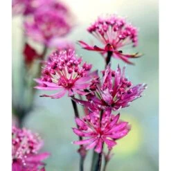 Stjerneskærm 'Claret' Astrantia Major 'Claret' 1 Liter Potte