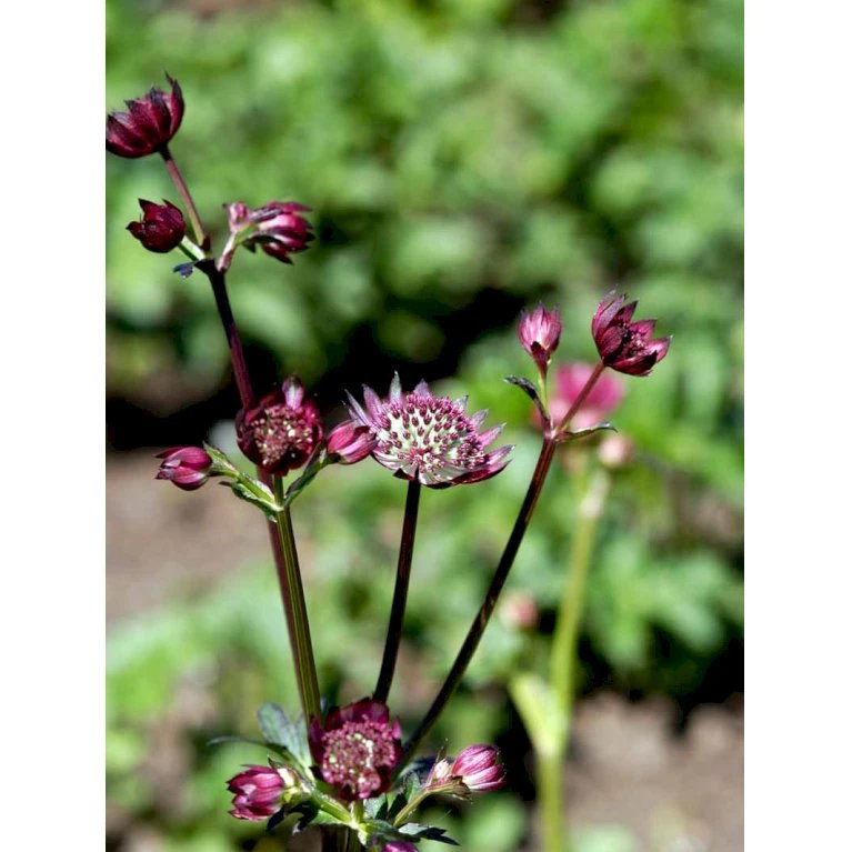 Stjerneskærm 'Claret' Astrantia Major 'Claret' 1 Liter Potte 6 Stjerneskærm 'Claret' Astrantia Major 'Claret' 1 Liter Potte - Billede 4