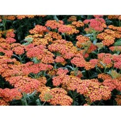 Røllike 'Walter Funke' Achillea Millefolium 'Walter Funke' 1 Liter Potte -Osmo Salgsbutik mi2873 achillea walter funke 063d