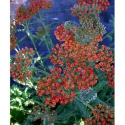 Røllike 'Walter Funke' Achillea Millefolium 'Walter Funke' 1 Liter Potte -Osmo Salgsbutik mi2873 achillea walter funke 1070