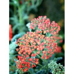 Røllike 'Walter Funke' Achillea Millefolium 'Walter Funke' 1 Liter Potte -Osmo Salgsbutik mi2873 achillea walter funke ed6b