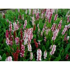 Tæppepileurt 'Darjeeling Red' Persicaria Affinis 'Darjeeling Red' 10 Cm. Potte -Osmo Salgsbutik mi2875 persicaria affinis darjeeling red 28da