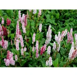 Tæppepileurt 'Darjeeling Red' Persicaria Affinis 'Darjeeling Red' 10 Cm. Potte -Osmo Salgsbutik mi2875 persicaria affinis darjeeling red 57a2