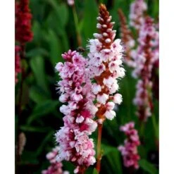 Tæppepileurt 'Darjeeling Red' Persicaria Affinis 'Darjeeling Red' 10 Cm. Potte -Osmo Salgsbutik mi2875 persicaria affinis darjeeling red 5b73