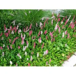 Tæppepileurt 'Darjeeling Red' Persicaria Affinis 'Darjeeling Red' 10 Cm. Potte -Osmo Salgsbutik mi2875 persicaria affinis darjeeling red b9fc