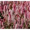 Tæppepileurt 'Darjeeling Red' Persicaria Affinis 'Darjeeling Red' 10 Cm. Potte