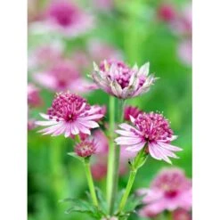 Stjerneskærm 'Roma' Astrantia Major 'Roma' 1 Liter Potte -Osmo Salgsbutik mi287 astrantia major roma 6f89