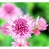 Stjerneskærm 'Roma' Astrantia Major 'Roma' 1 Liter Potte -Osmo Salgsbutik mi287 astrantia major roma c263