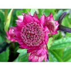 Stjerneskærm 'Rosensinfonie' Astrantia Major 'Rosensinfonie' 1 Liter Potte -Osmo Salgsbutik mi288 astrantia major rosensinfonie 6330