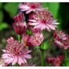 Stjerneskærm 'Rosensinfonie' Astrantia Major 'Rosensinfonie' 1 Liter Potte -Osmo Salgsbutik mi288 astrantia major rosensinfonie f1e8