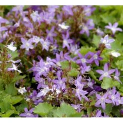 Stjerneklokke 'Stella' Campanula Poscharskyana 'Stella' 10 Cm. Potte -Osmo Salgsbutik mi2980 campanula poscharskyana stella 9f3c