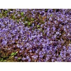 Stjerneklokke 'Stella' Campanula Poscharskyana 'Stella' 10 Cm. Potte -Osmo Salgsbutik mi2980 campanula poscharskyana stella d7c6