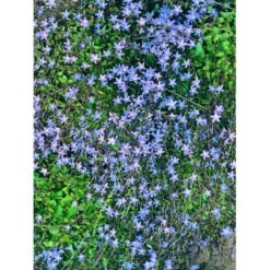 Stjerneklokke 'Stella' Campanula Poscharskyana 'Stella' 10 Cm. Potte -Osmo Salgsbutik mi2980 campanula poscharskyana stella ffee