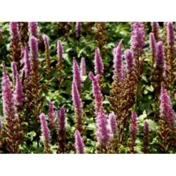 Astilbe 'Pumila' Astilbe Chinensis 'Pumila' 1 Liter Potte -Osmo Salgsbutik mi2995 astilbe chinensis pumila 000f