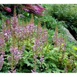 Astilbe 'Pumila' Astilbe Chinensis 'Pumila' 1 Liter Potte -Osmo Salgsbutik mi2995 astilbe chinensis pumila 063a