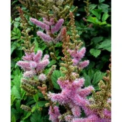 Astilbe 'Pumila' Astilbe Chinensis 'Pumila' 1 Liter Potte -Osmo Salgsbutik mi2995 astilbe chinensis pumila 14c2