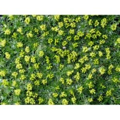 Gummipude 'Elliotts Varietet' Azorella Trifurcata 'Elliotts Varietet' 10 Cm. Potte -Osmo Salgsbutik mi306 azorella trifurcata elliotts varietet 0407