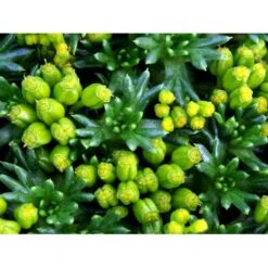 Gummipude 'Elliotts Varietet' Azorella Trifurcata 'Elliotts Varietet' 10 Cm. Potte