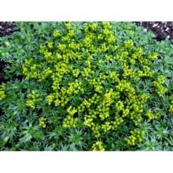 Gummipude 'Elliotts Varietet' Azorella Trifurcata 'Elliotts Varietet' 10 Cm. Potte -Osmo Salgsbutik mi306 azorella trifurcata elliotts varietet bda5