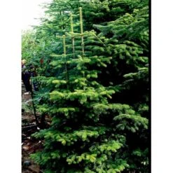 Nordmannsgran Abies Nordmanniana Potte 7,5 Liter 60-80 Cm. -Osmo Salgsbutik mi30 abies nordmanniana f201