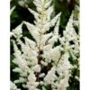 Astilbe 'Diamant' Astilbe Arendsii 'Diamant' 1 Liter Potte -Osmo Salgsbutik mi3103 astilbe diamant 1dd0