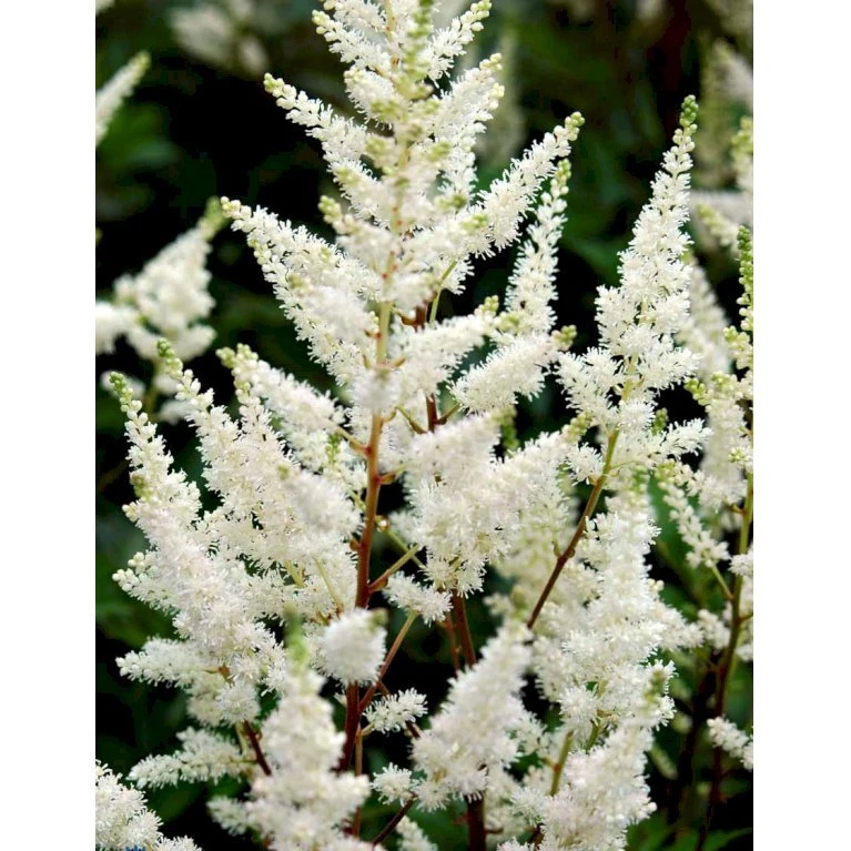 Astilbe 'Diamant' Astilbe Arendsii 'Diamant' 1 Liter Potte 3 Astilbe 'Diamant' Astilbe Arendsii 'Diamant' 1 Liter Potte