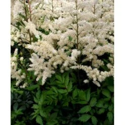 Astilbe 'Diamant' Astilbe Arendsii 'Diamant' 1 Liter Potte 7 Astilbe 'Diamant' Astilbe Arendsii 'Diamant' 1 Liter Potte -Osmo Salgsbutik mi3103 astilbe diamant f8ea